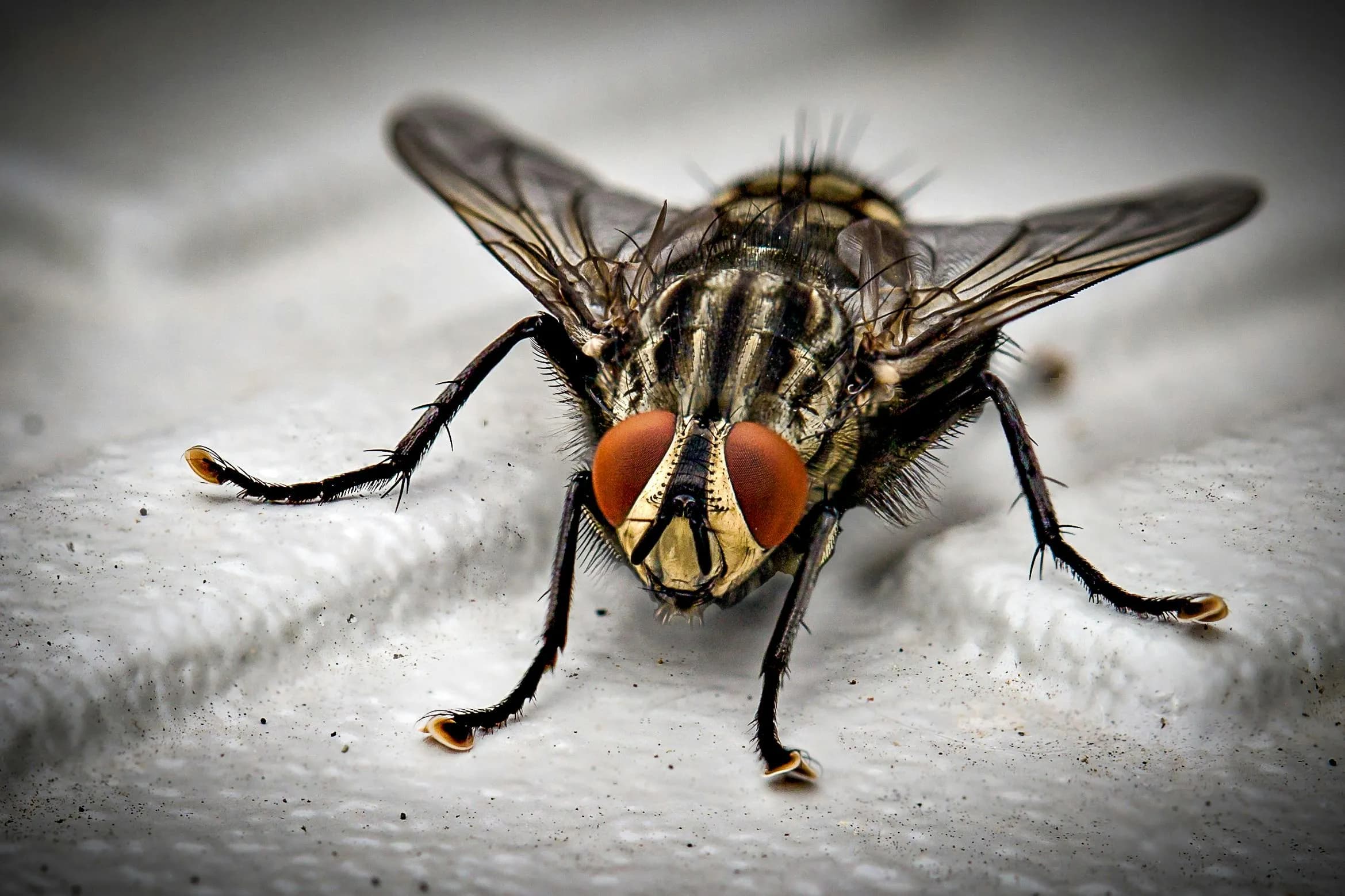 Mouche en gros plan – Identifier et piéger efficacement les mouches à la maison